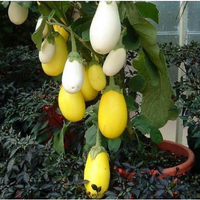 Aubergine ´White Egg´