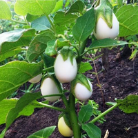 Aubergine ´White Egg´