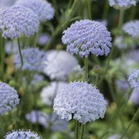 Blåparasoll ´Lace BLue´