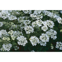 Blomsterkörvel ´White Lace´