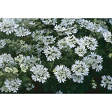 Blomsterkörvel ´White Lace´