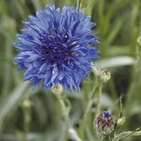 Blåklint ´Blue Boy´