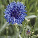 Blåklint ´Blue Boy´