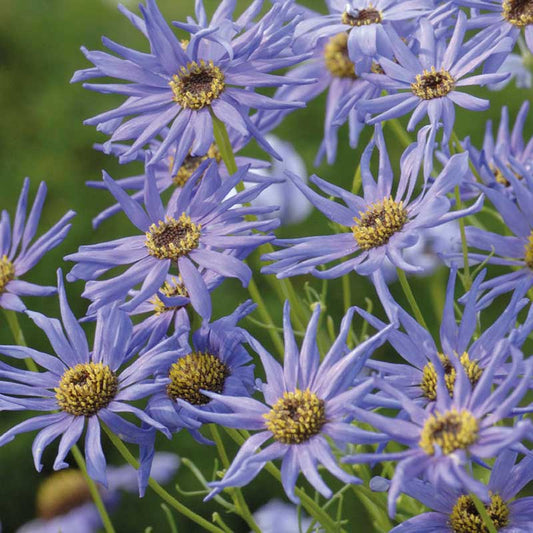 Dockkrage ´Blue Star´