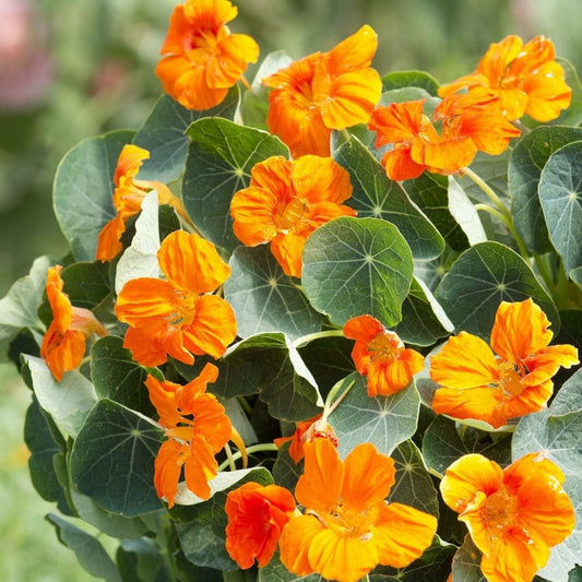 Buskkrasse ´Baby Orange´