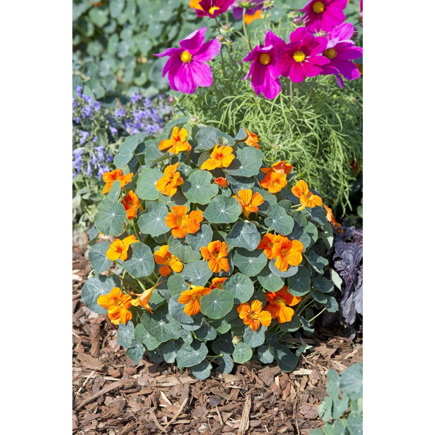 Buskkrasse ´Baby Orange´