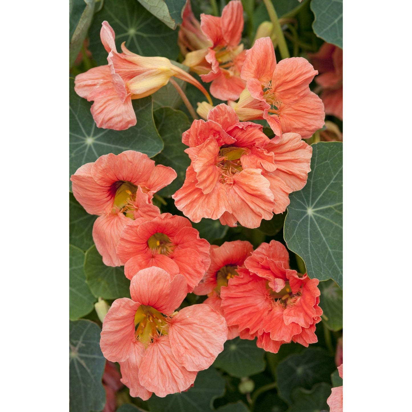 Buskkrasse ´Salmon Baby´