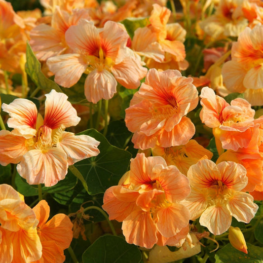 Dvärgkrasse ´Tip Top Apricot´