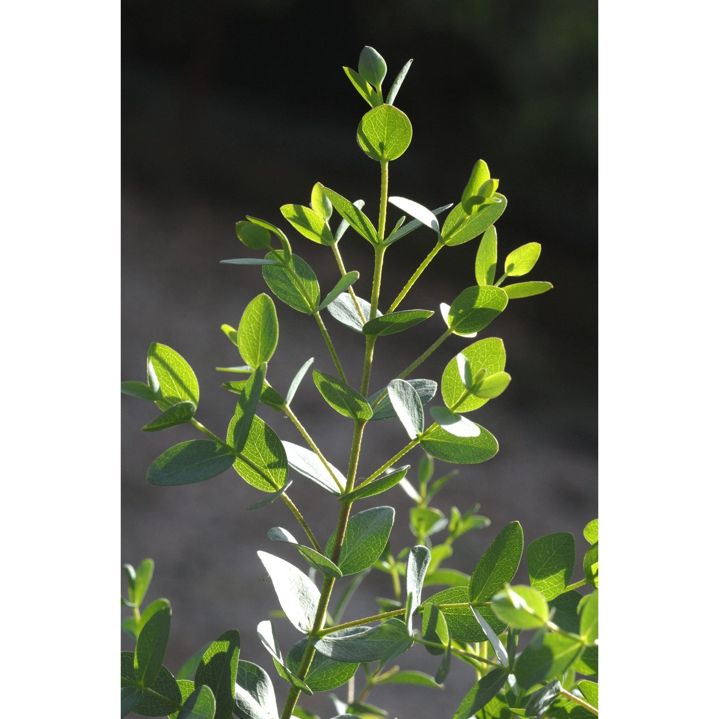 Eukalyptus ´Boxwood´