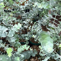 Eukalyptus ´Silver Dollar´