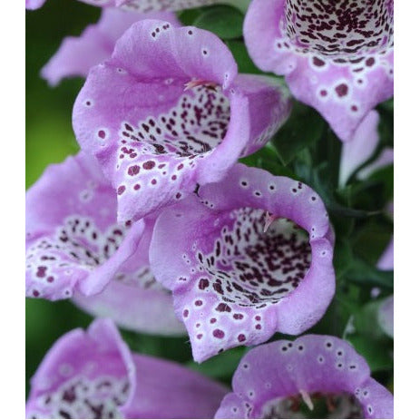 Fingerborgsblomma ´Lavender Carousel´