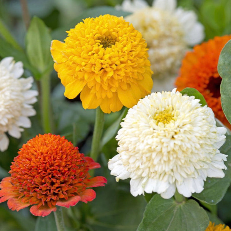 Zinnia ´Cresto! Citrus Mix´