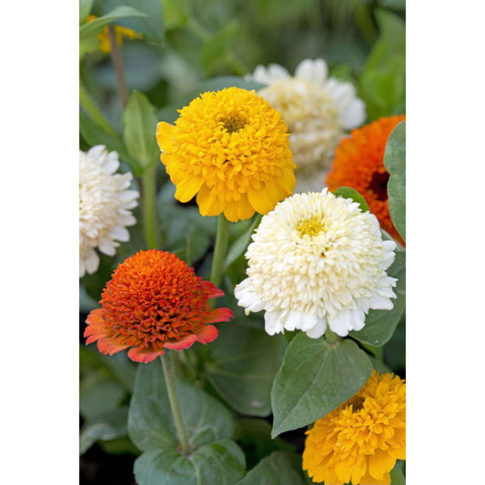 Zinnia ´Cresto! Citrus Mix´