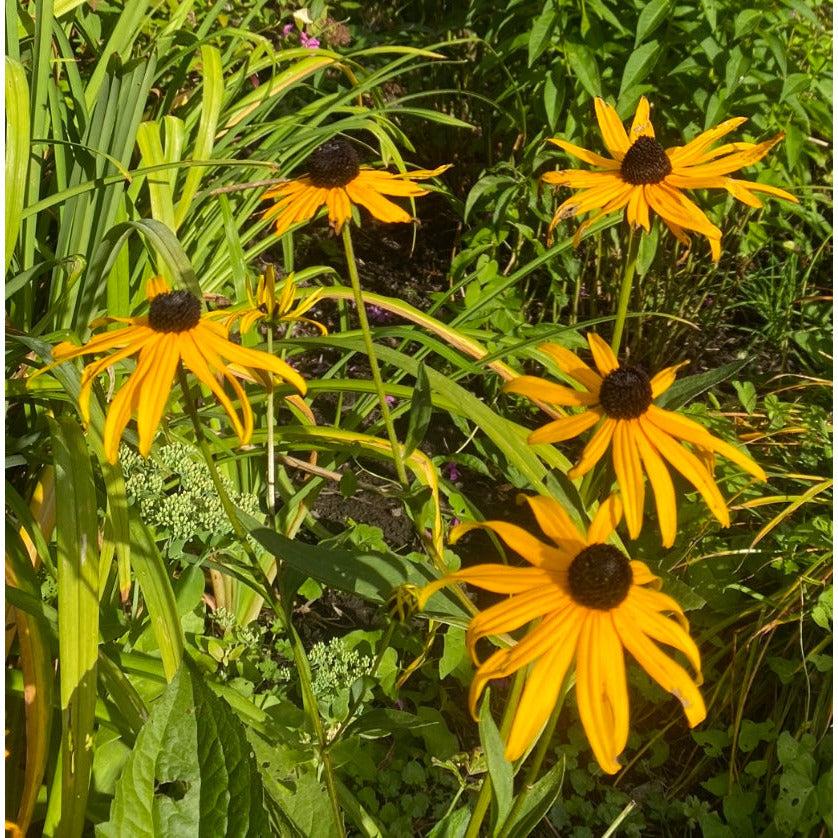 Strålrudbeckia ´Goldsturm´