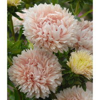 Sommaraster ´King Size Apricot´