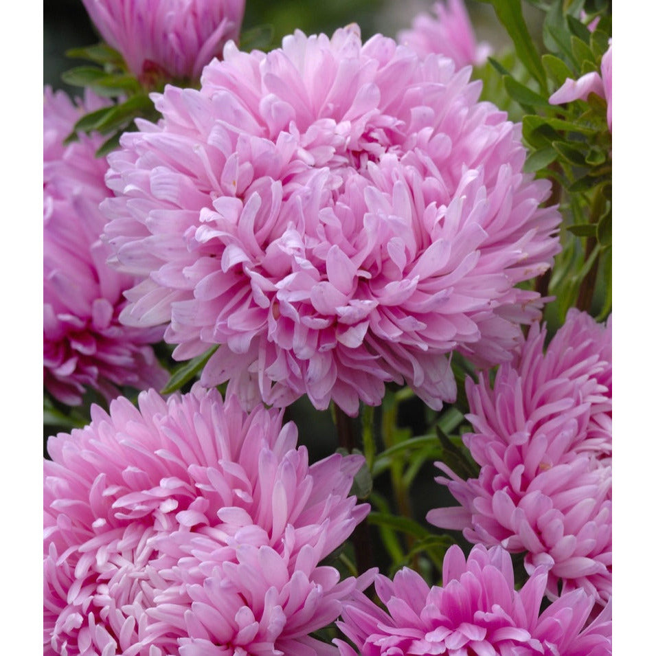 Sommaraster ´King Size Pink´