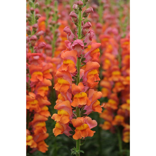 Lejongap ´Potomac Dark Orange´