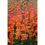 Lejongap ´Potomac Dark Orange´