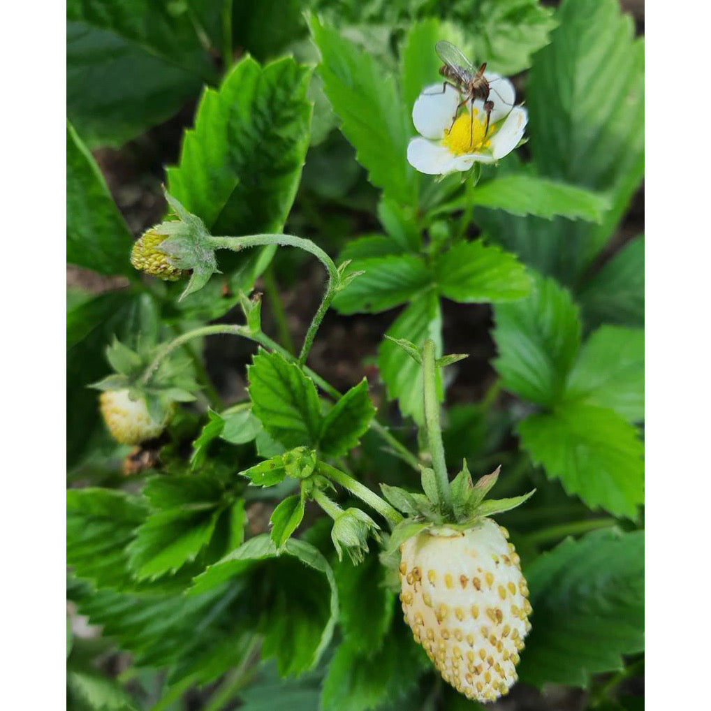 Gult smultron ´Yellow Wonder´