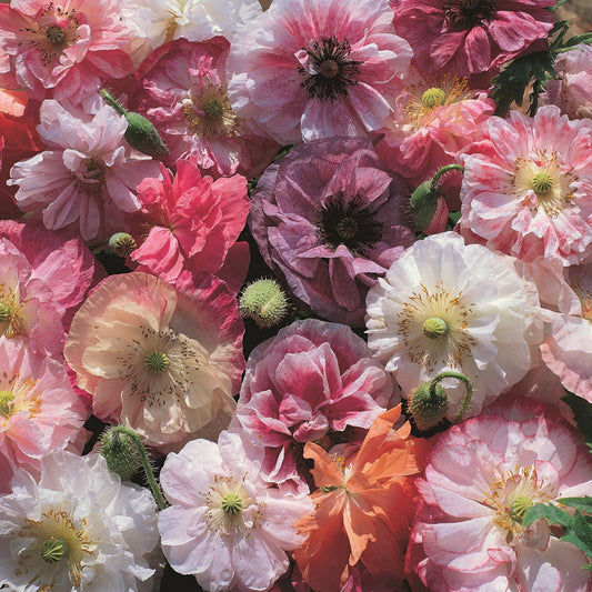 Kornvallmo ´Angel´s Choir´