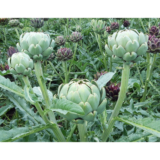 Kronärtskocka ´Green Globe´