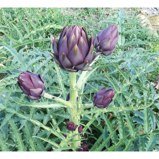 Kronärtskocka ´Romanesco Violetta´