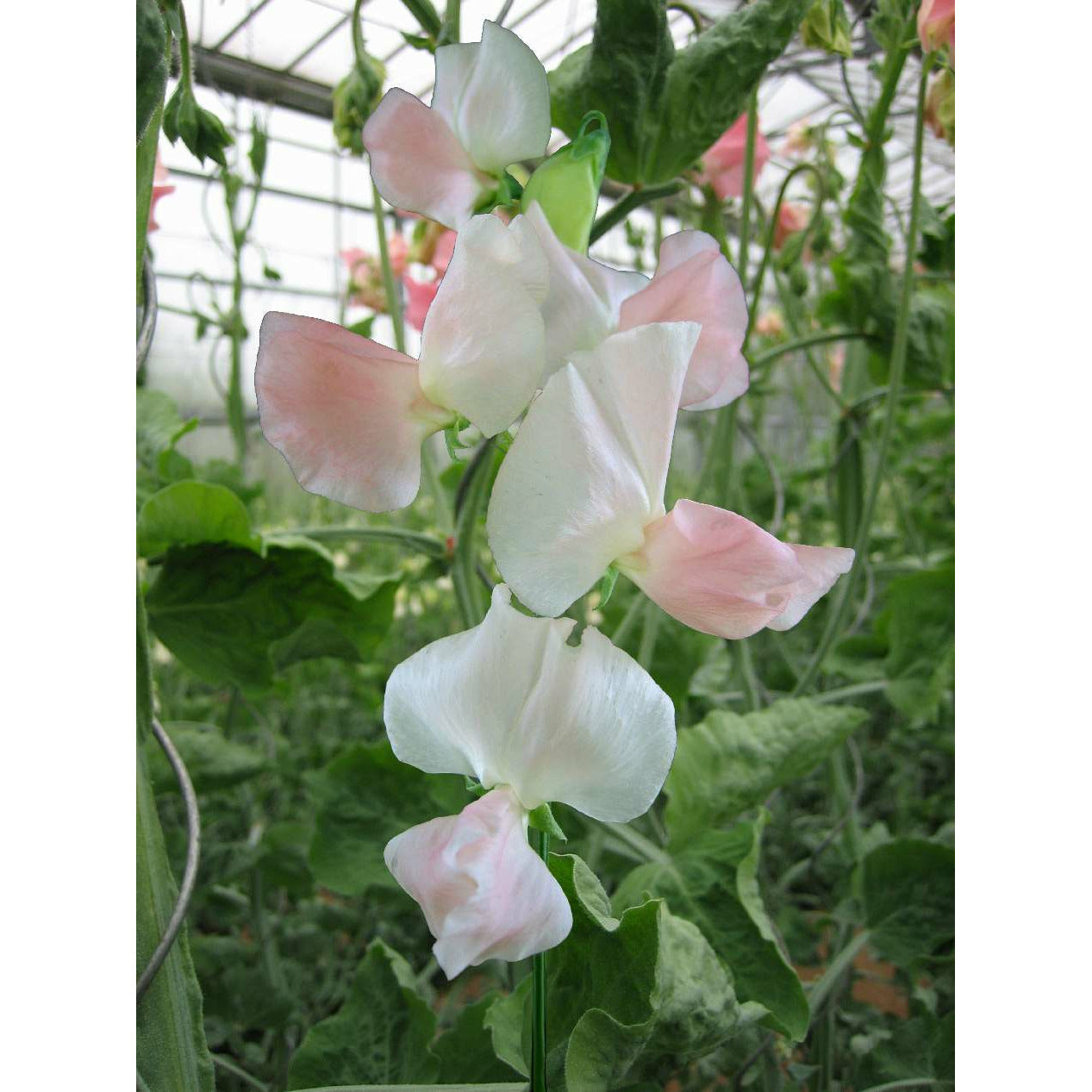 Luktärt ´Spring Sunshine Champagne´