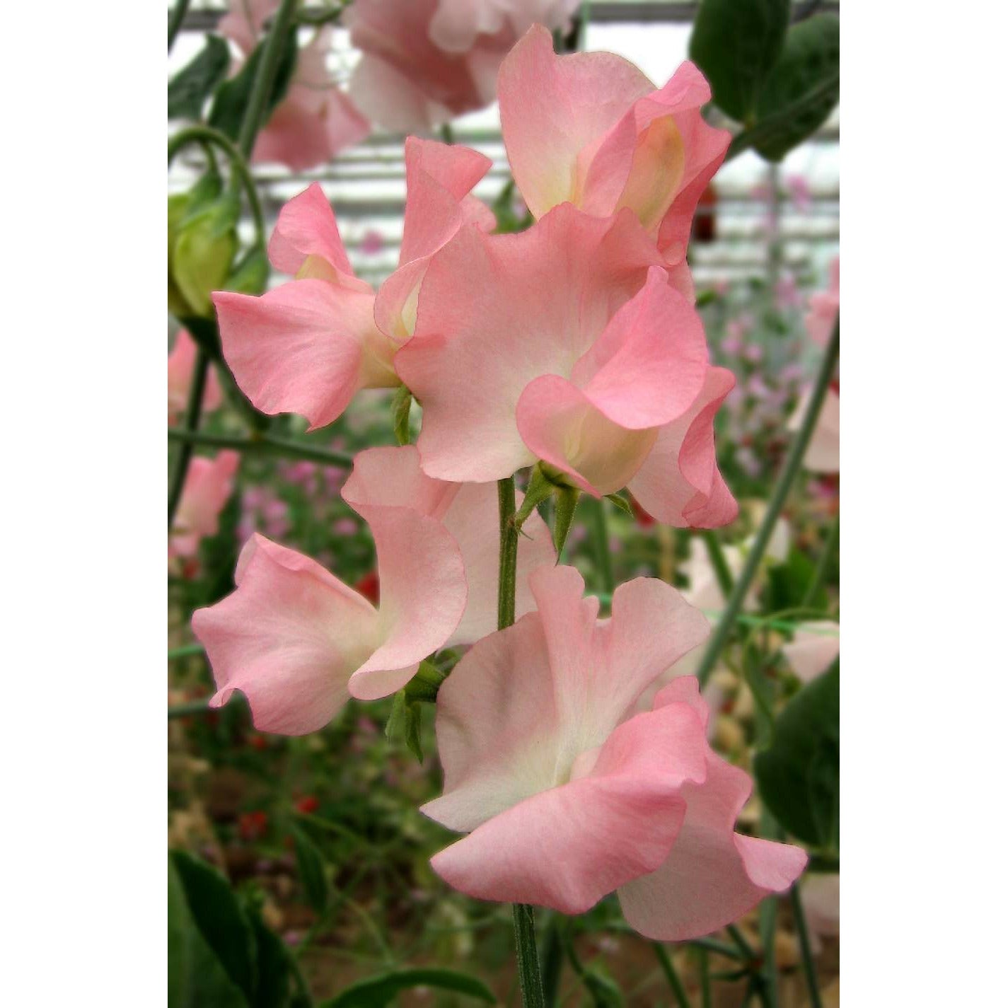 Luktärt ´Spring Sunshine Peach´ - Köp frön till luktärt hos Soil & Seeds!