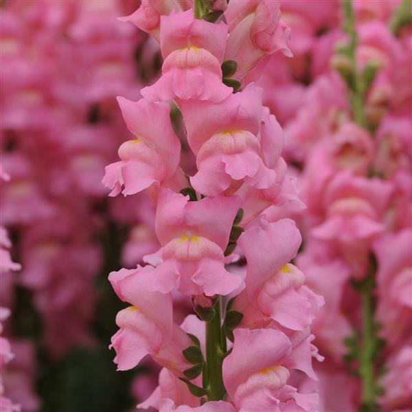 Lejongap ´Potomac Early Pink’