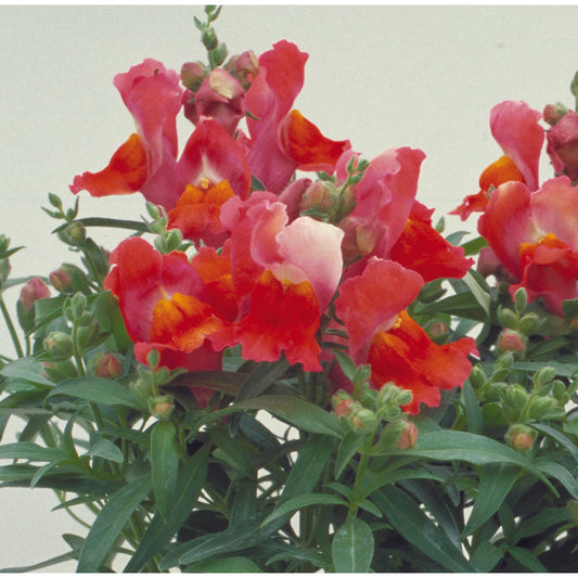 Lejongap ´Floral Showers Deep Bronze´