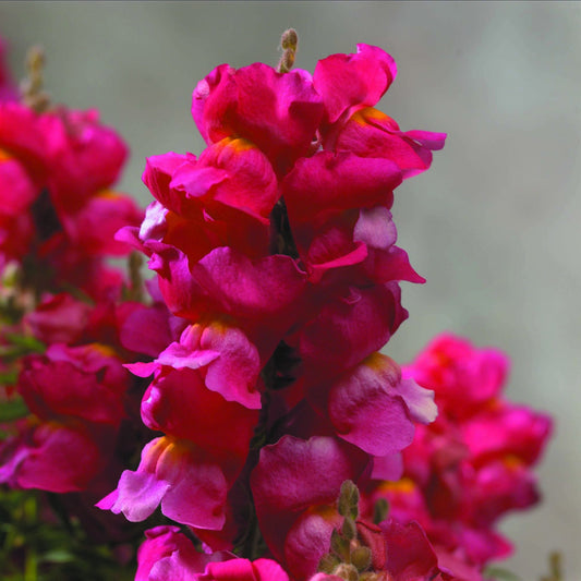 Lejongap ´Floral Showers Rose´