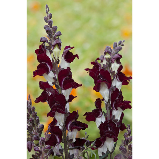 Lejongap ´Night and Day´