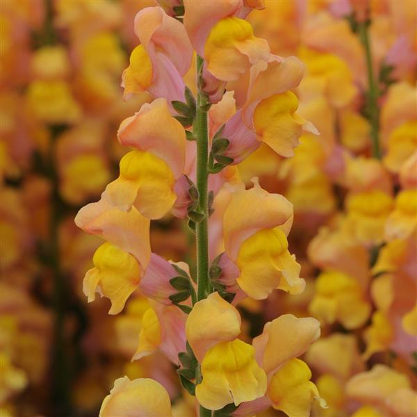 Lejongap ´Potomac Early Orange’