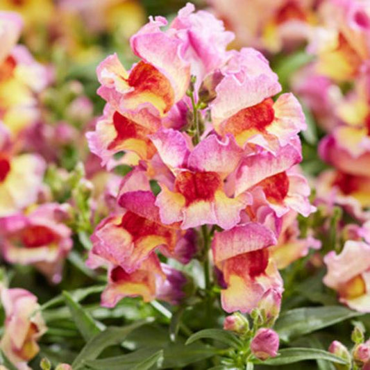 Lejongap ´Snappy Red Flame´ F1