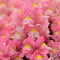 Lejongap ´Snapshot Pink´