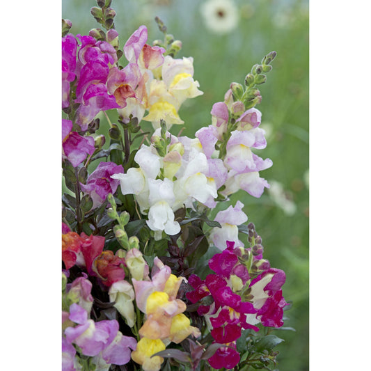 Lejongap ´Twilight Mix´