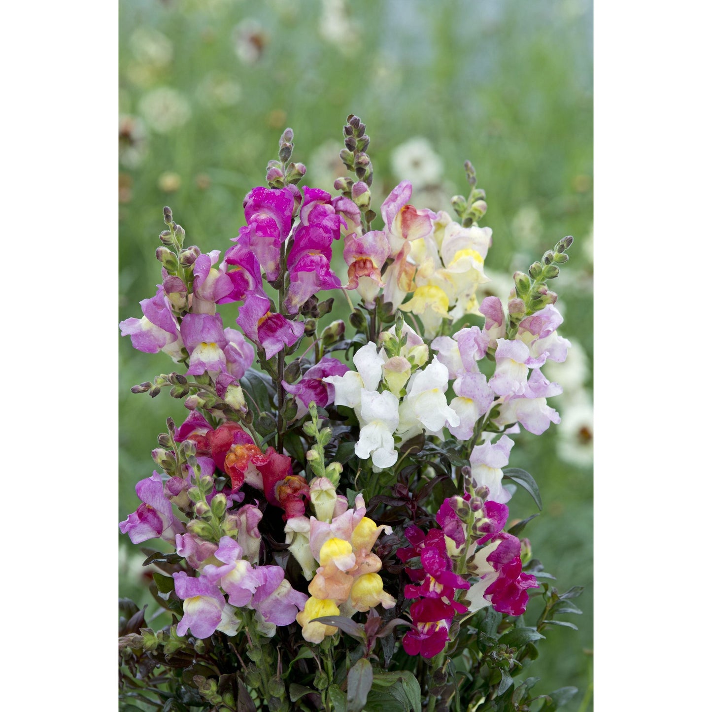 Lejongap ´Twilight Mix´