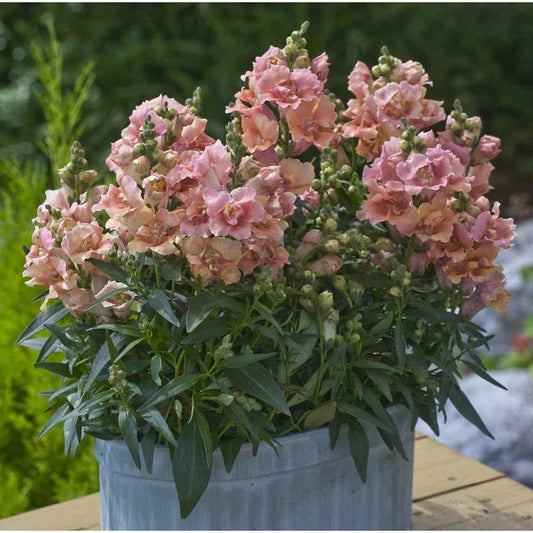 Lejongap ´Twinny Peach´ F1