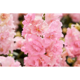 Lejongap ´Twinny Rose´ F1