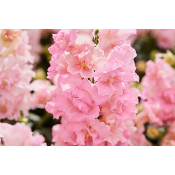 Lejongap ´Twinny Rose´ F1