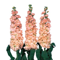 Lövkoja ´Iron Apricot´