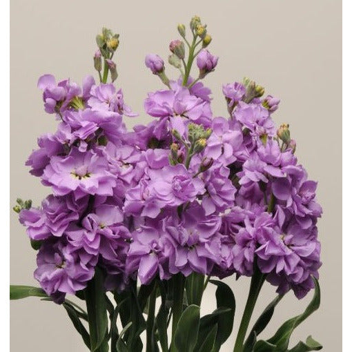 Lövkoja ´Katz Lavender Blue´