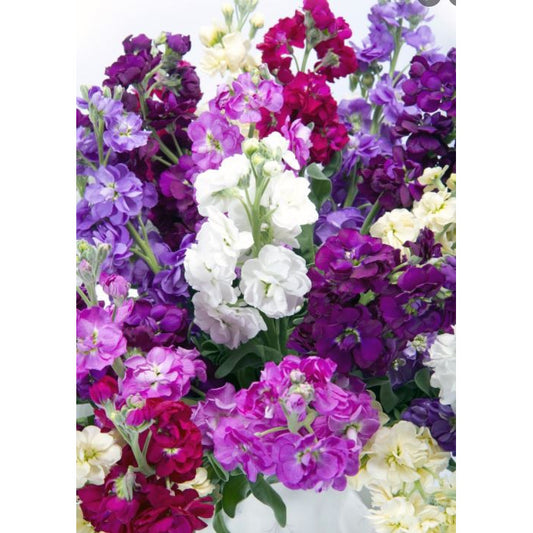 Lövkoja ´Mammouth Excelsior Mix´