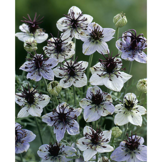 Spanska jungfrun ´African Bride´