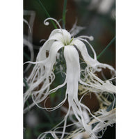 Praktnejlika ´Beard White´