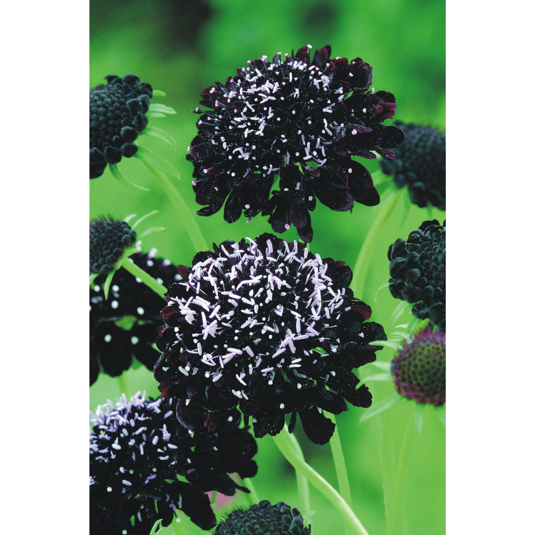Praktvädd ´Black Knight´ - Köp frö till praktvädd hos Soil & Seeds
