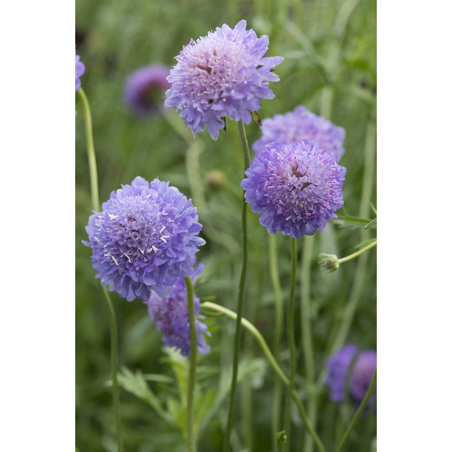 Praktvädd ´Blue Cockade´