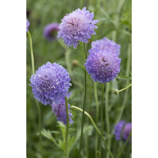 Praktvädd ´Blue Cockade´