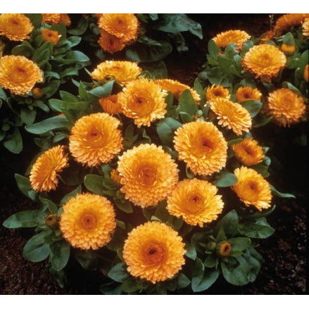 Ringblomma ´Bon Bon Apricot´