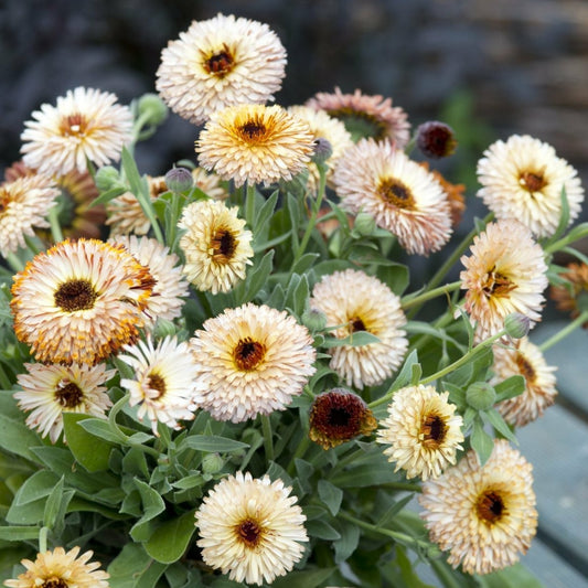 Ringblomma ´Pygmy Buff´